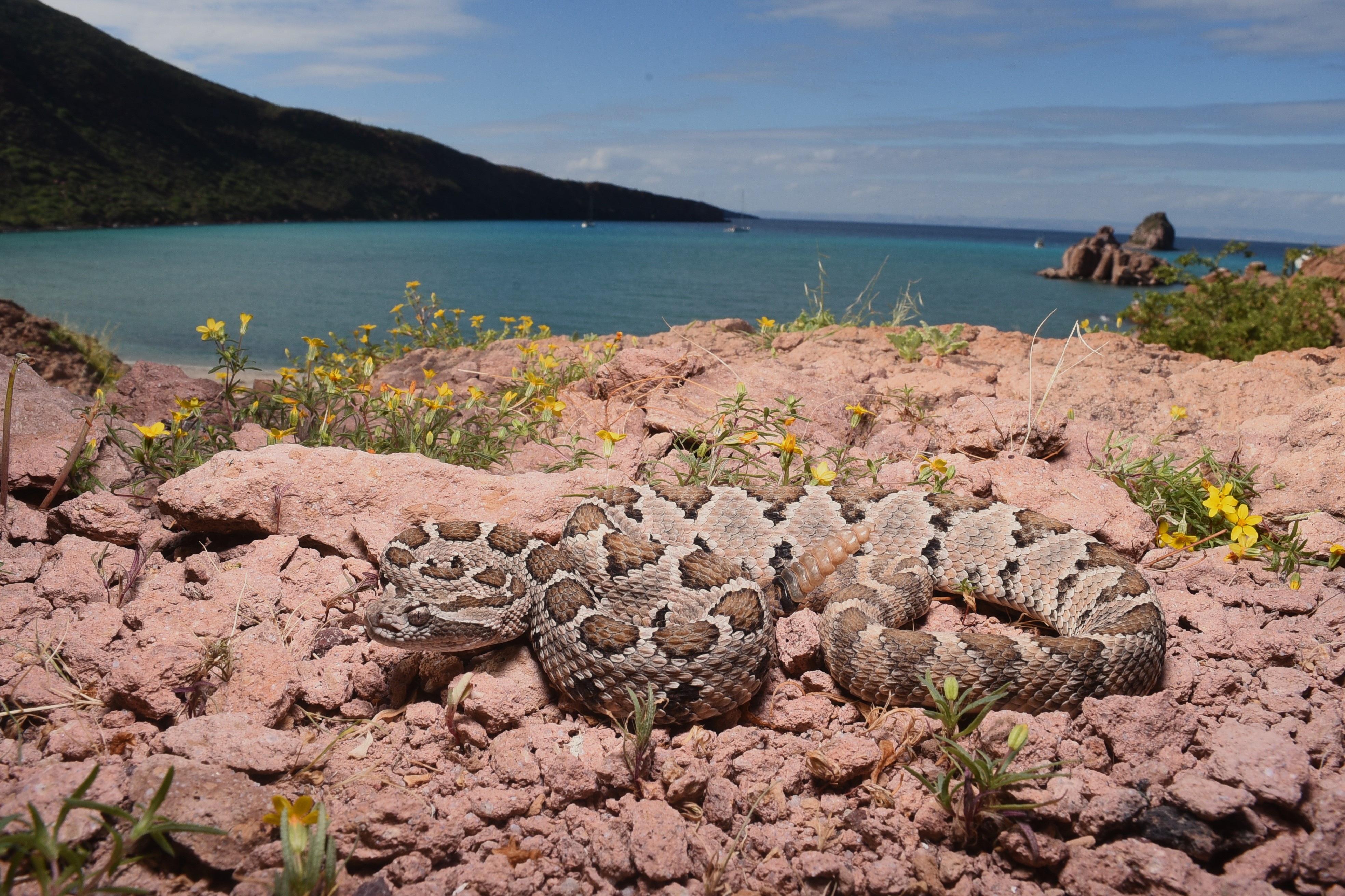 Crotalus enyo rattlesnake